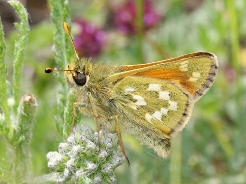 Photo: comma