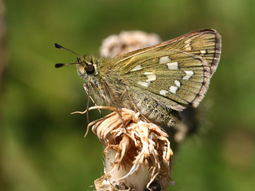 Photo: comma