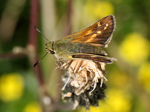 Photo: comma