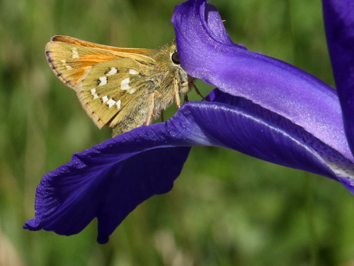 Photo: comma