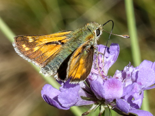 Photo: comma