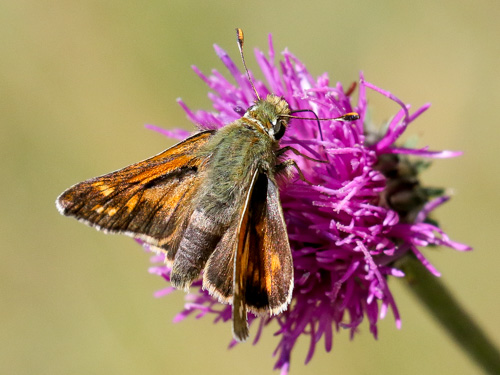 Photo: comma