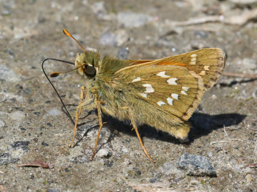 Photo: comma