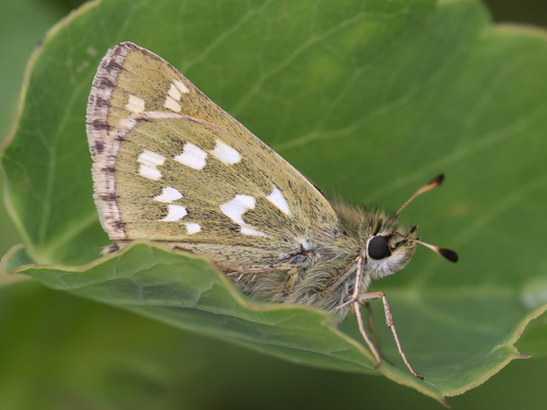 Photo: comma