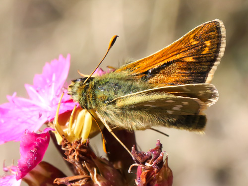 Photo: comma