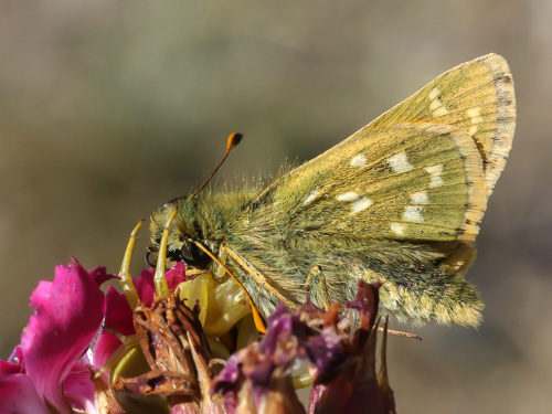 Photo: comma