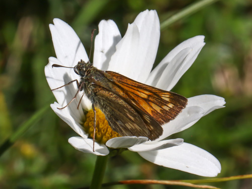 Photo: comma