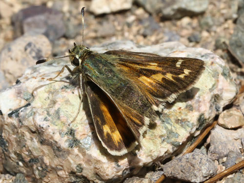 Photo: comma