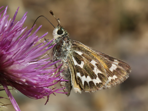 Photo: comma