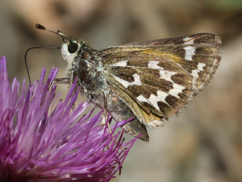 Photo: comma