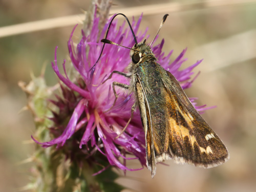 Photo: comma