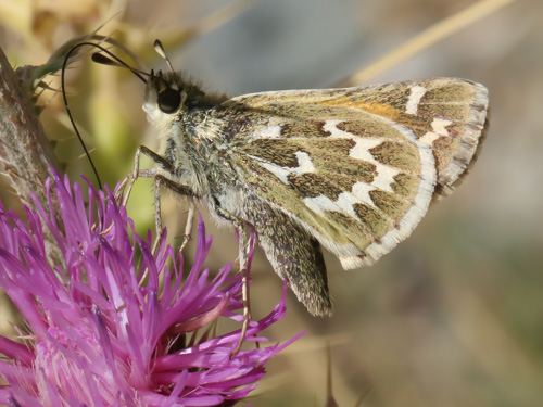 Photo: comma