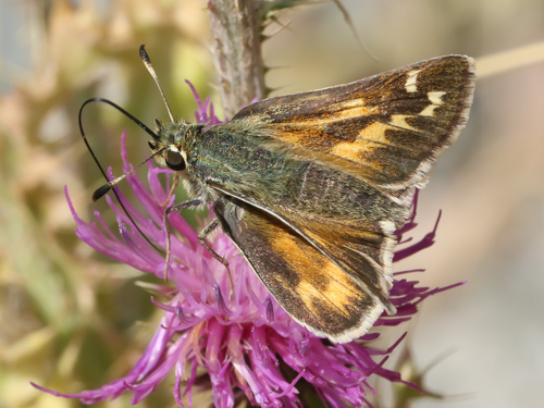 Photo: comma