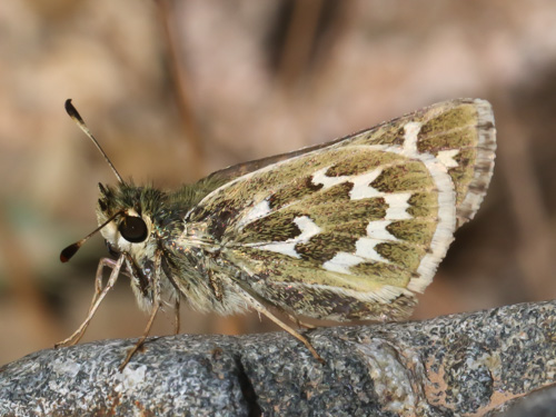 Photo: comma