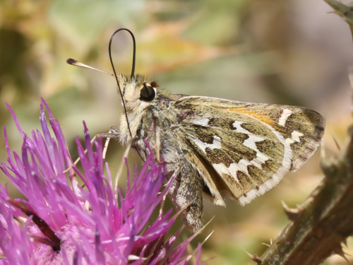 Photo: comma