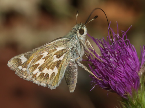 Photo: comma