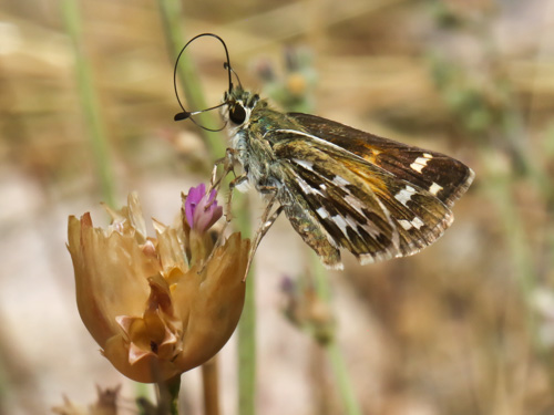 Photo: comma