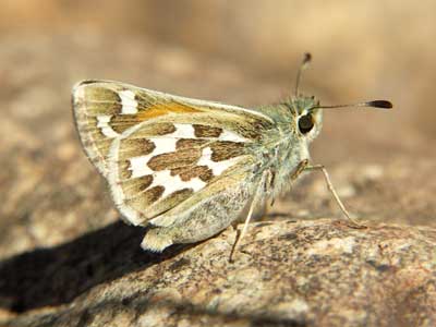 Photo: comma5.jpg