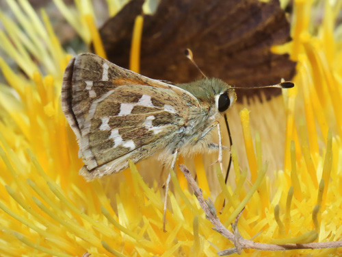 Photo: comma