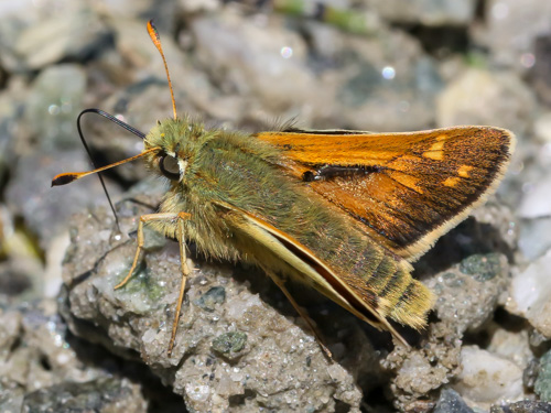 Photo: comma