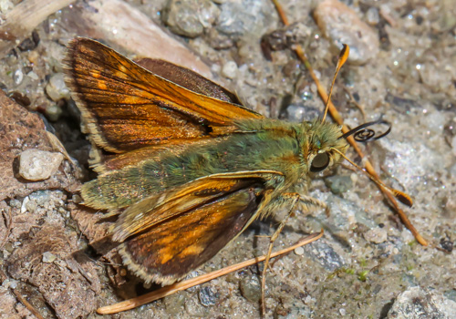 Photo: comma