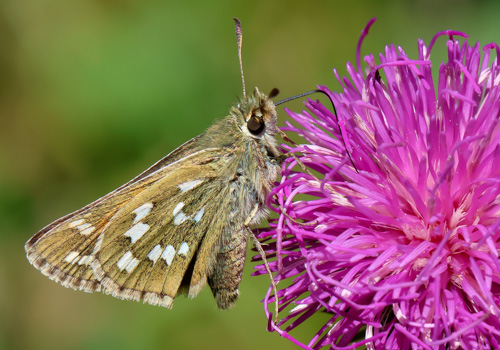 Photo: comma