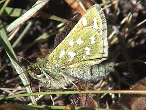 Photo: comma