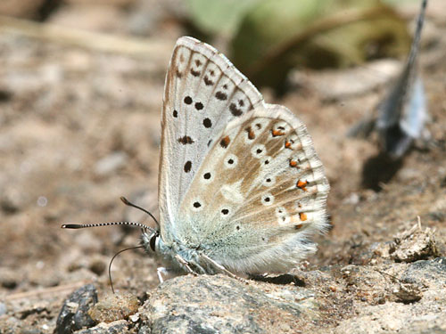 Photo: coridon