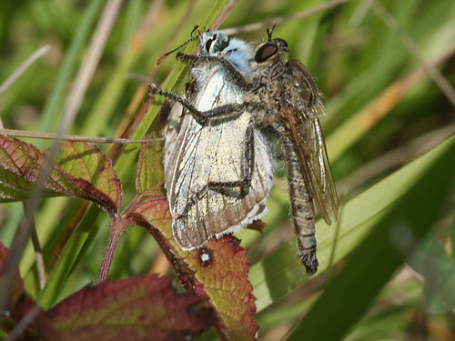 Photo: coridon