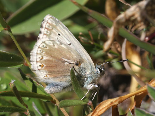 Photo: coridon