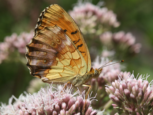 Photo: daphne10.jpg