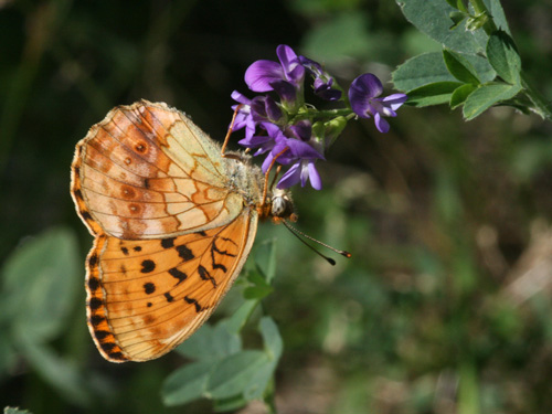 Photo: daphne12.jpg