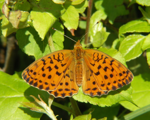 Photo: daphne17.jpg