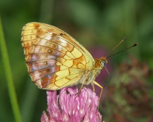 Photo: daphne18.jpg