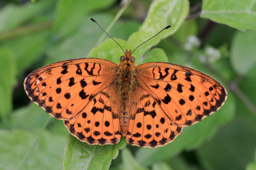 Photo: daphne19.jpg