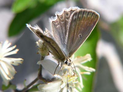 Photo: daphnis2.jpg