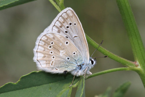 Photo: daphnis