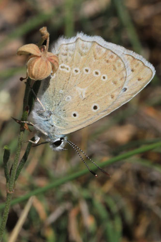 Photo: daphnis