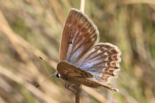 Photo: daphnis