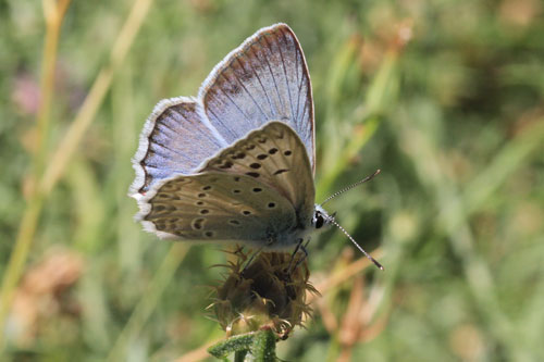 Photo: daphnis