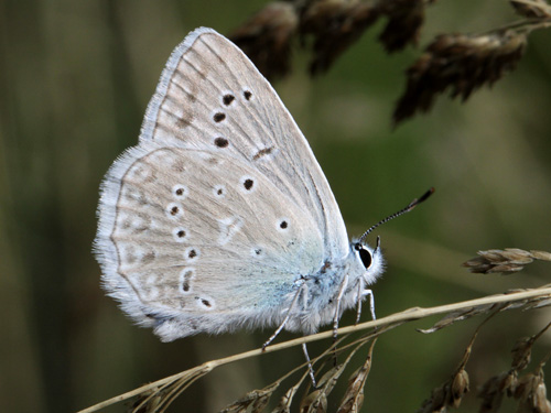 Photo: daphnis