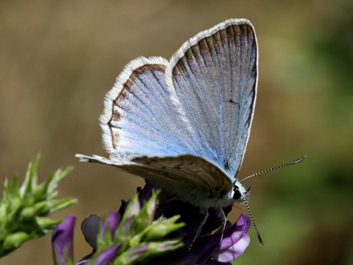 Photo: daphnis