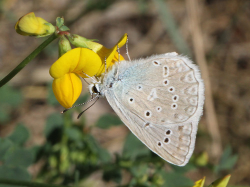 Photo: daphnis