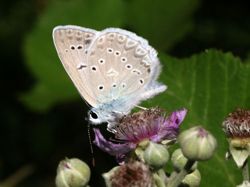 Photo: daphnis