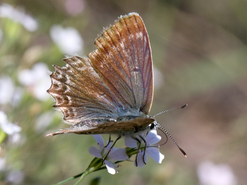 Photo: daphnis