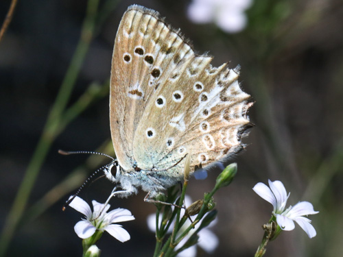 Photo: daphnis