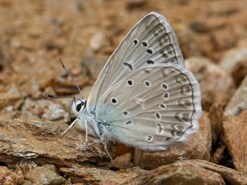 Photo: daphnis