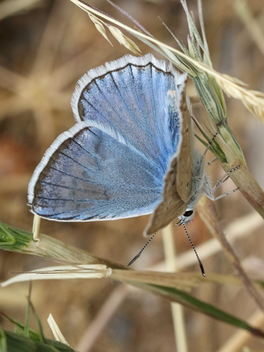 Photo: daphnis