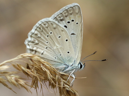 Photo: daphnis