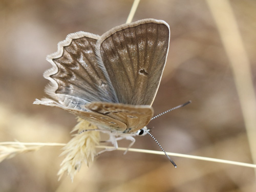 Photo: daphnis